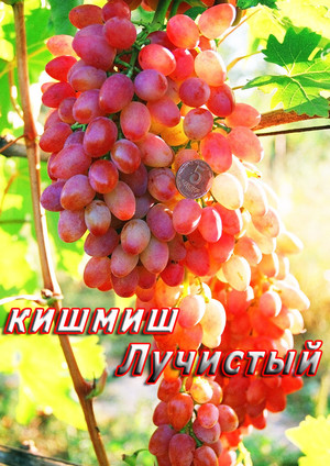Янтарная гроздь