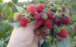 Обрезка для малины Обрезка малины