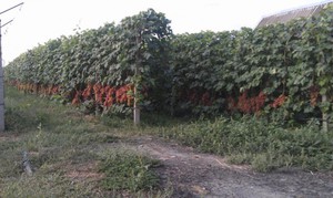 Растущая лоза