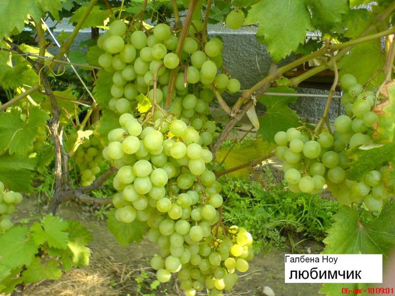 Виноград галбена ноу Как вырастить сорт галбена ноу