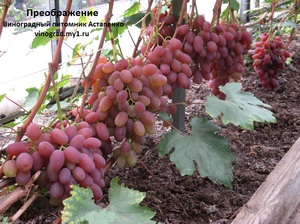Сорт Преображение