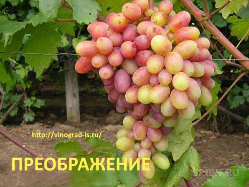 Саженцы винограда Преображение Вкусный сорт винограда
