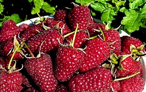 Сорта малины ремонтантной