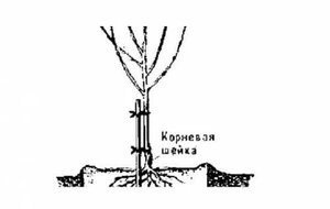 Как сажать абрикос весной