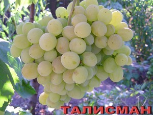 Как используется виноград