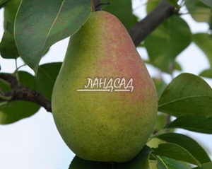 Как вырастить чижовскую грушу