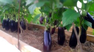 Уход  и выращивание  баклажан