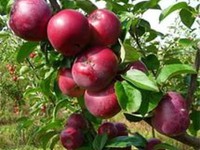 Яблоня Спартан на дачном участке