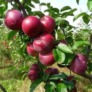 Яблоня Спартан на дачном участке