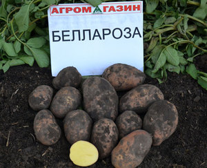 Выращивание картофеля