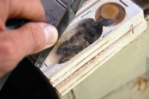 Пчеловодство