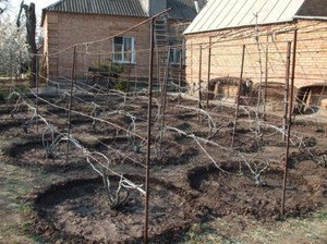 Какие есть подкормки винограда