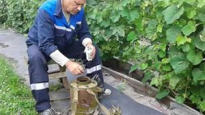 Чем подкормить виноград
