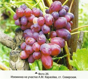 Особенности морозоустойчивые сортов инограда