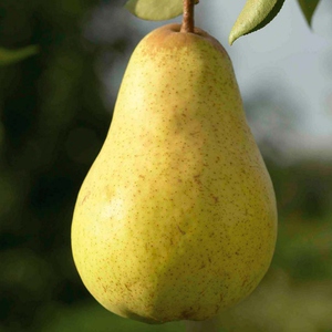 Летний сорт груши