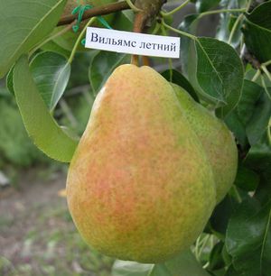 Правила посадки груши