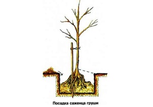 Посадка и уход за грушей