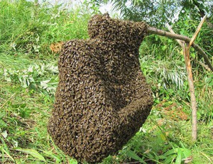 Как предугадать начала роения