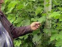 Уход за виноградом в мае