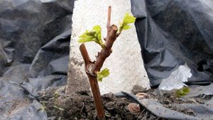 Работа на винограднике в мае