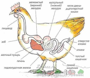 Повреждения зоба у птиц