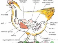Повреждения зоба у птиц