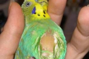 Зоб у птицы