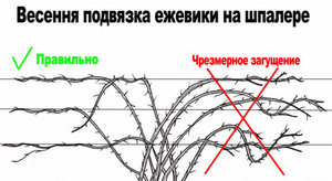 Куст ежевики и уход за ним