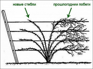 Весеняя обрезка ежевики