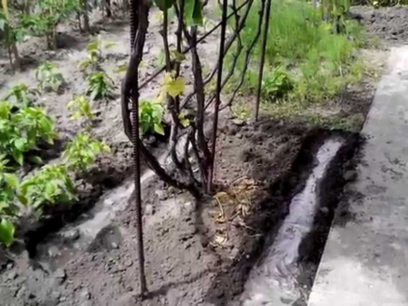 Полив винограда Советы по поливу винограда