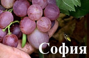 Виноград сорта София 