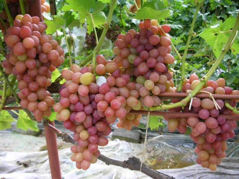Урожай винограда сорта София Урожай винограда София