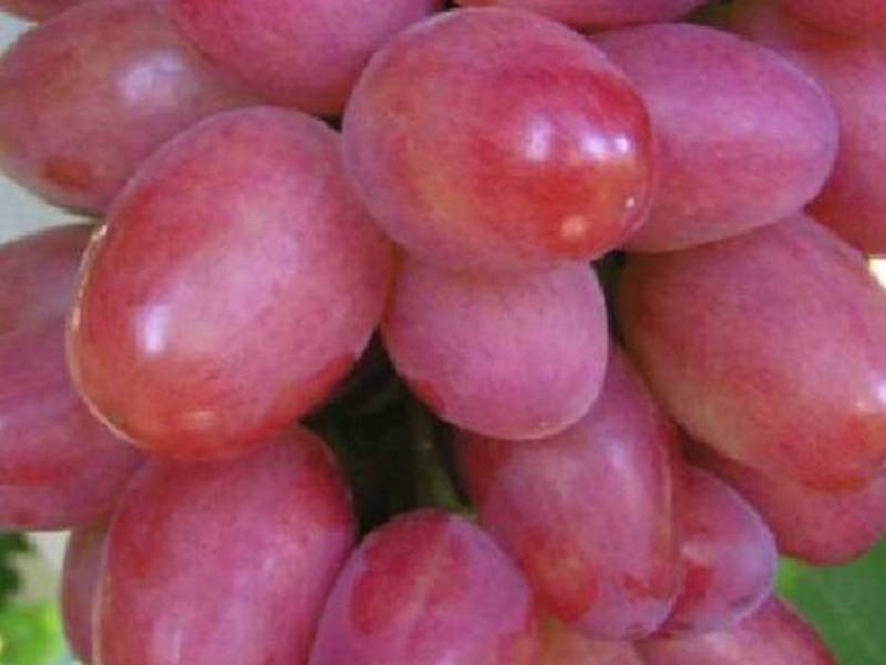 Ягоды винограда сорта София Ягоды винограда София