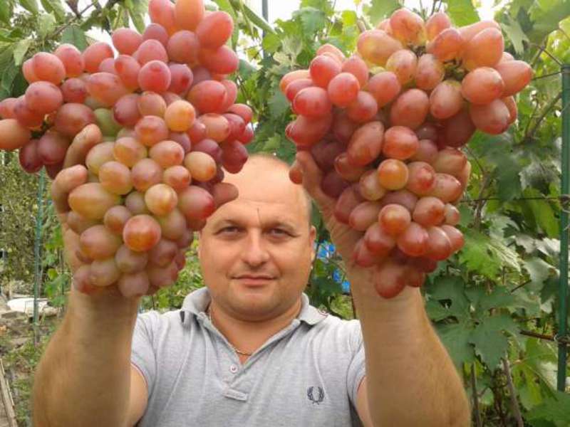 Кисти винограда сорта София Кисти винограда София