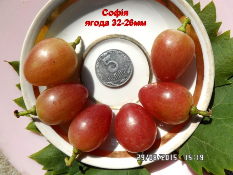 Величина ягод винограда сорта София Величина ягод винограда София