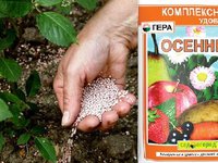 Подкормка груши