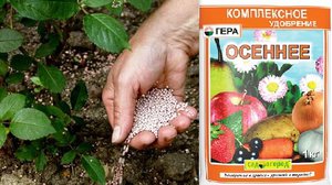 Подкормка груши