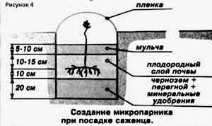 Виноград в сибири 