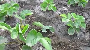 Виды удобрений для клубники
