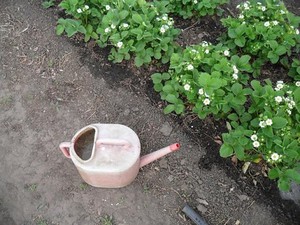 Когда подкармливат клубнику
