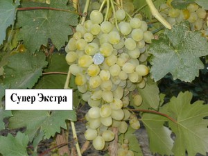 Посадка винограда