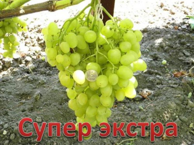 Описание сорта супер экстра Как произошел сорт