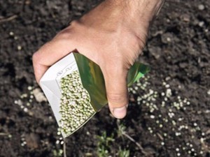 Как лучше подкормить грушу весной после цветения