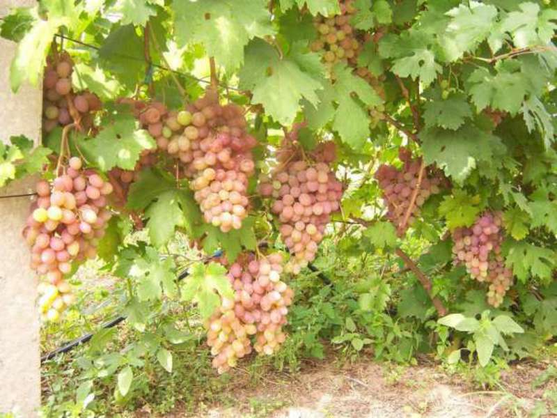 Кусты винограда сорта румба Кусты винограда сорта румба со спелыми кистями