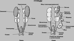 Спаривание птиц