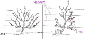 Обрезка лозы винограда