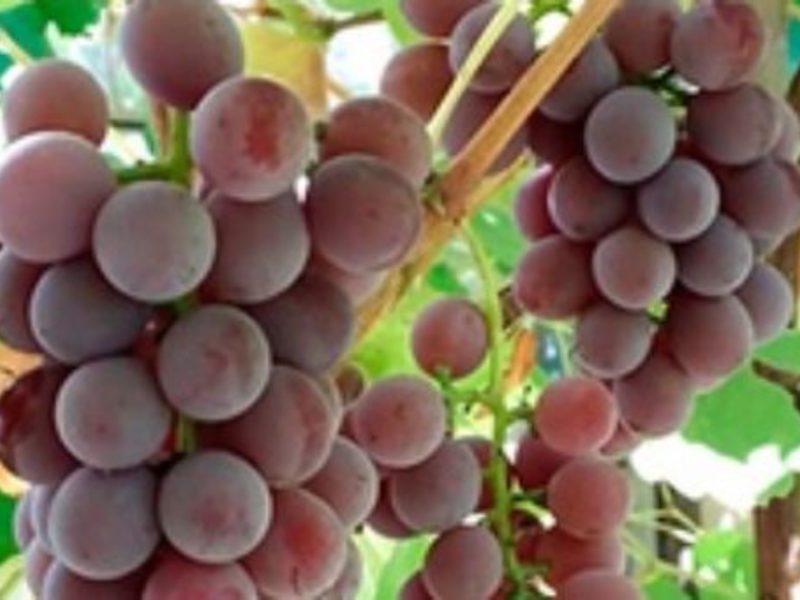 Виноград Лидия Посадка винограда