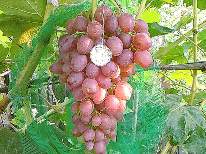 Виноград Лидия Виноградная кисть