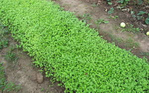 Как выращивать горчицу