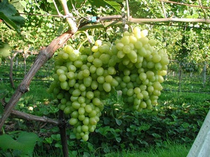 Виноград аркадия